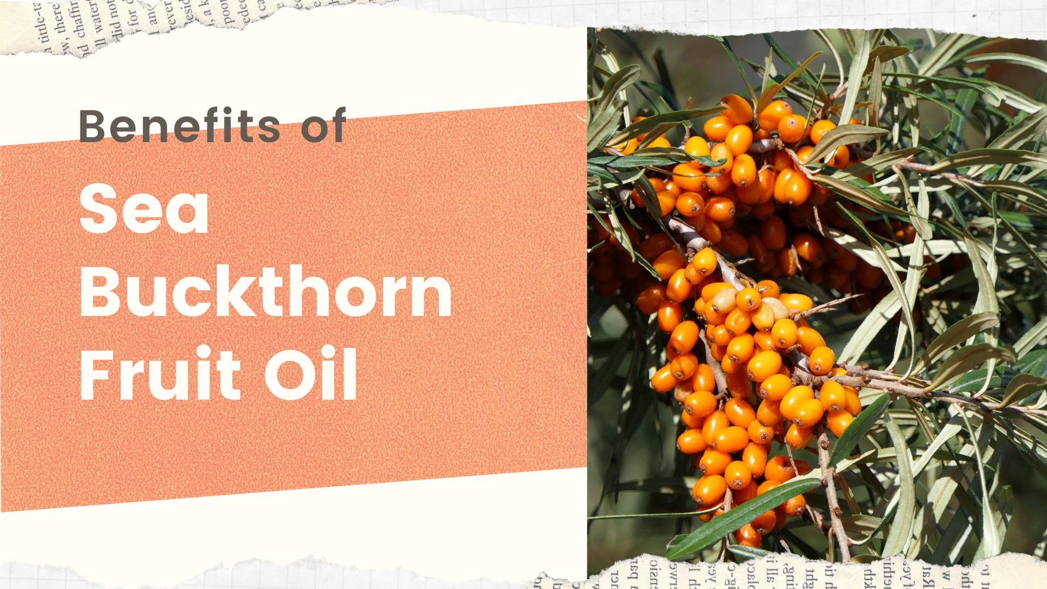 Benefits of Sea Buckthorn Fruit Oil
