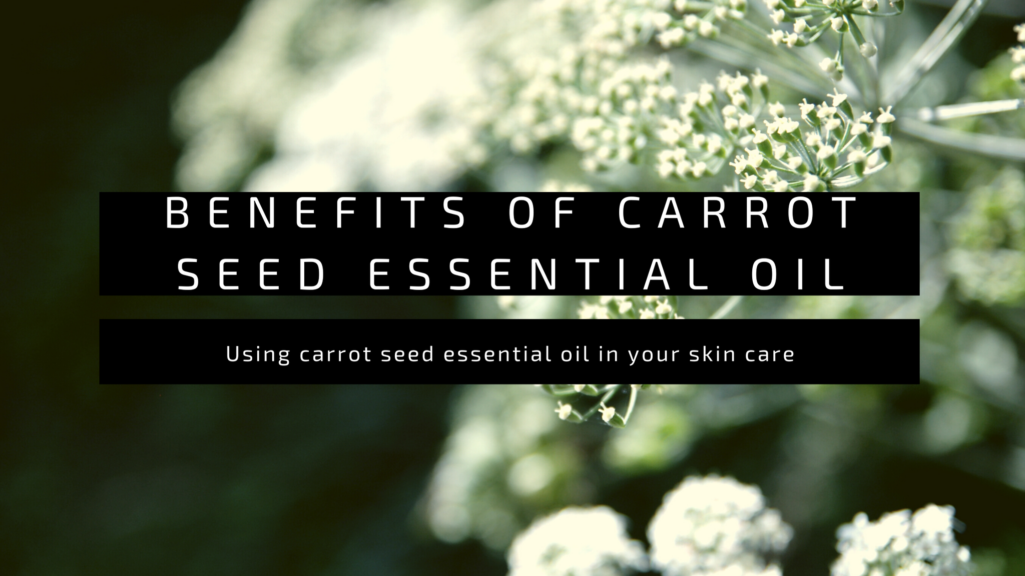 Benefits Of Carrot Seed Essential Oil